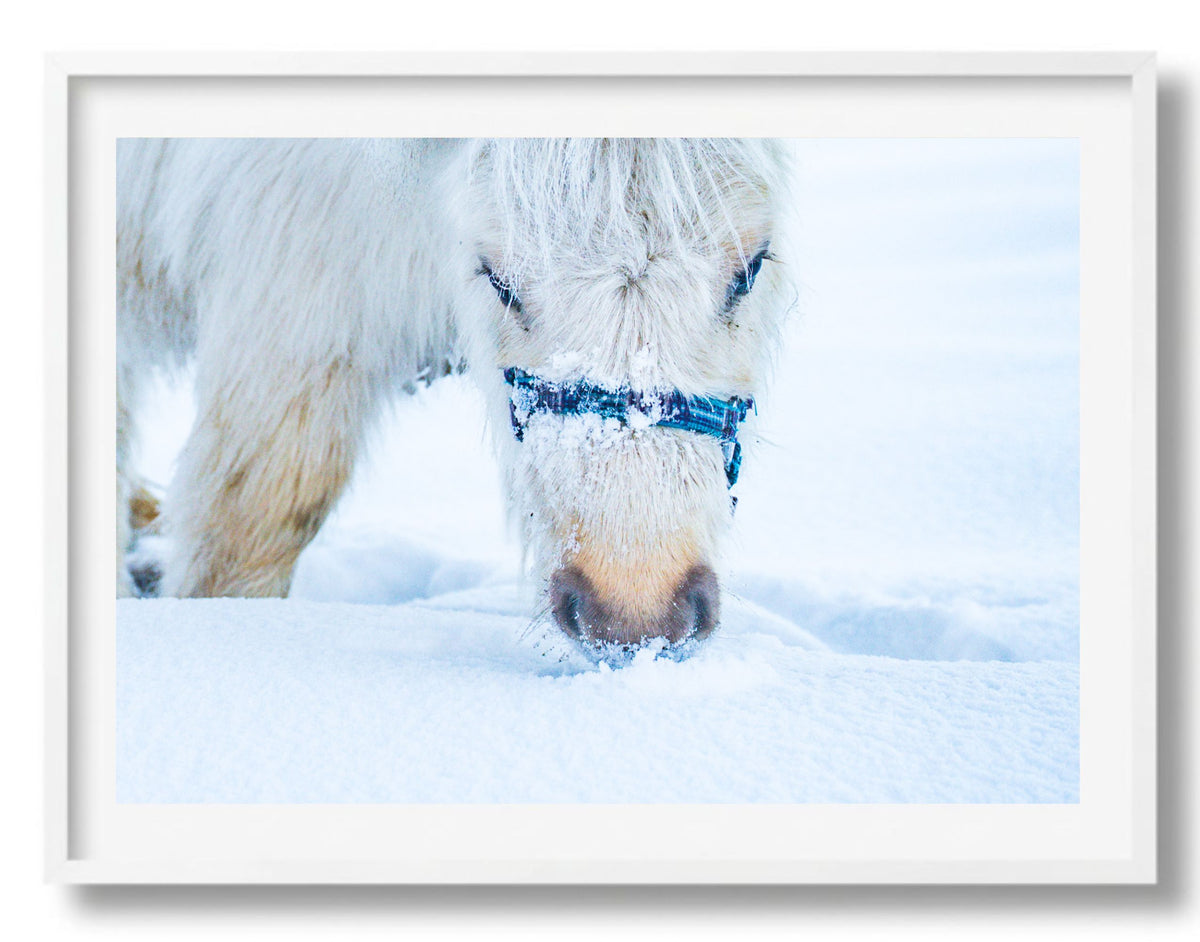 Grazen in de sneeuw