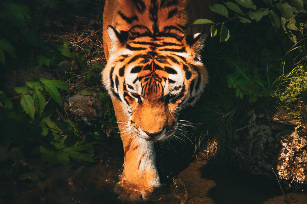 Dagdromende dierenvriendjes