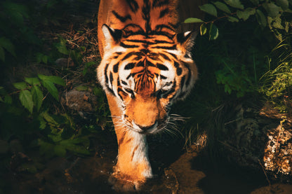 Dagdromende dierenvriendjes