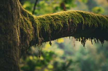 Jungle vibes