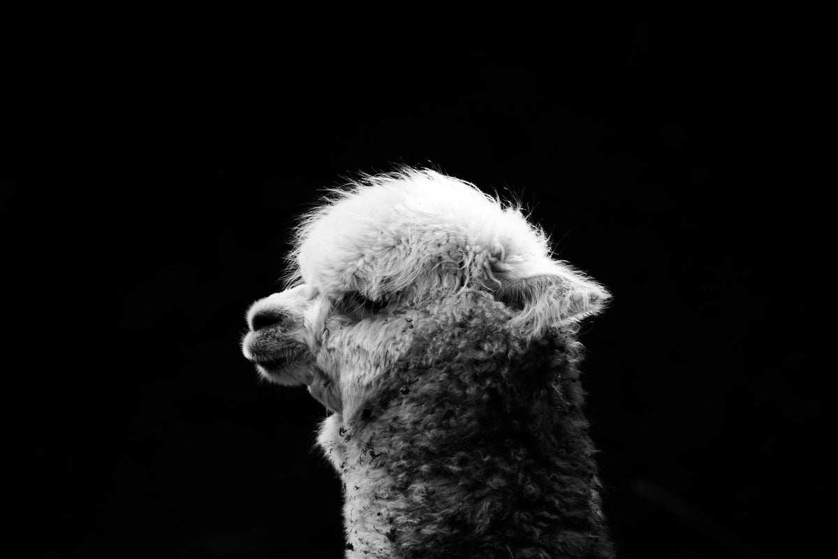 Zwart-witte dierenportretten