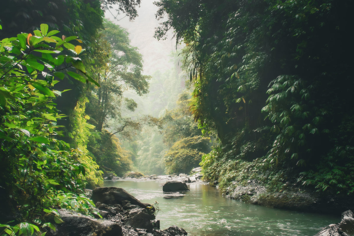 Jungle vibes