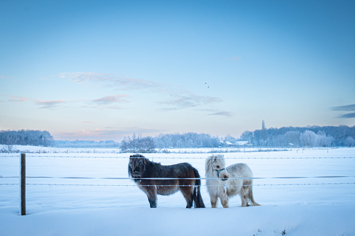 Sneeuwpony's