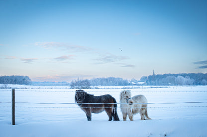 Sneeuwpony's