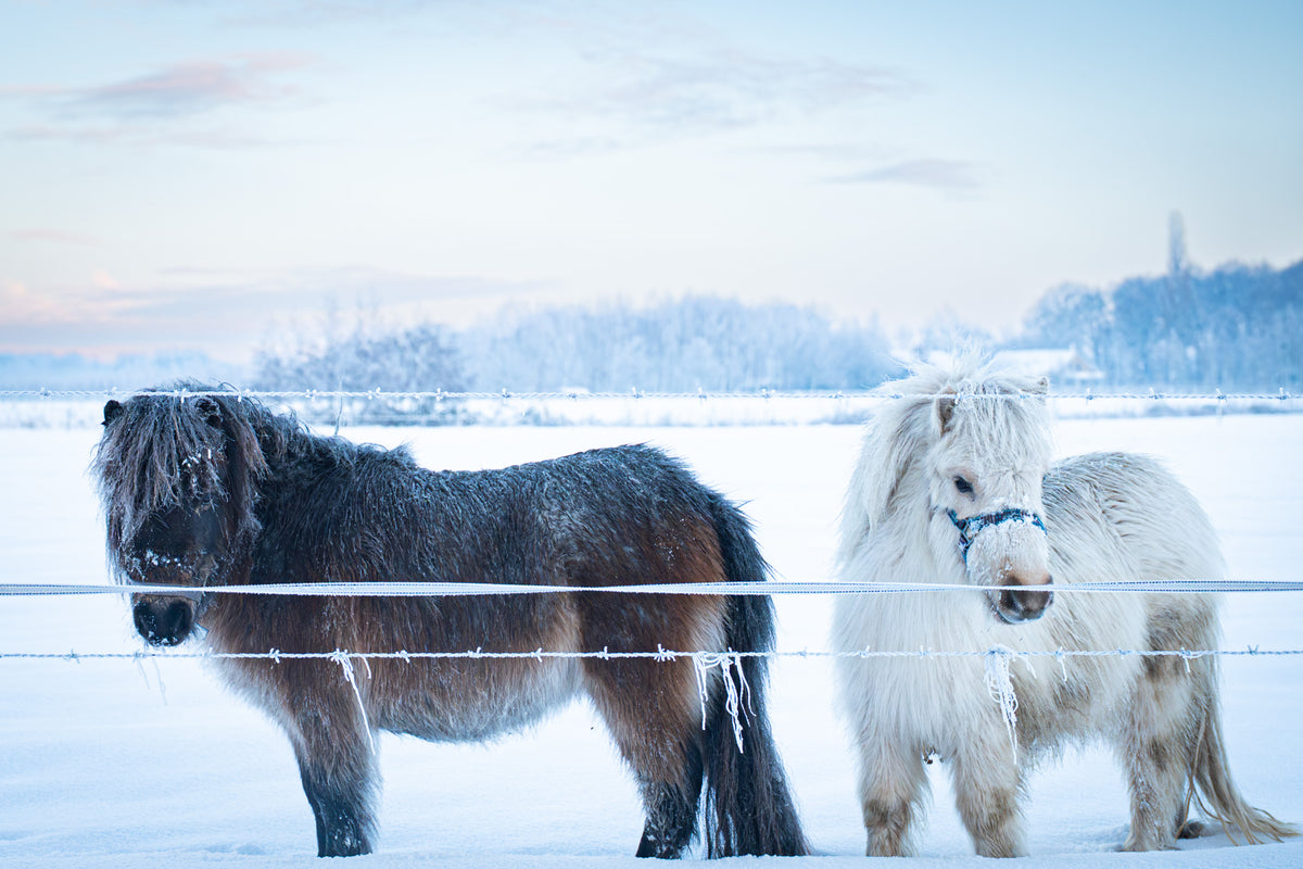 Sneeuwpony's