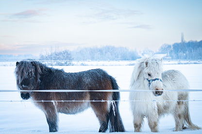 Sneeuwpony's