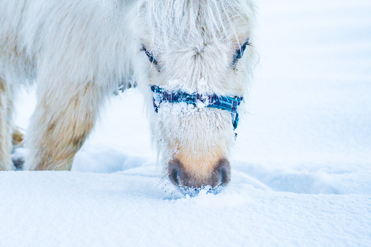 Grazen in de sneeuw