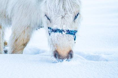 Grazen in de sneeuw