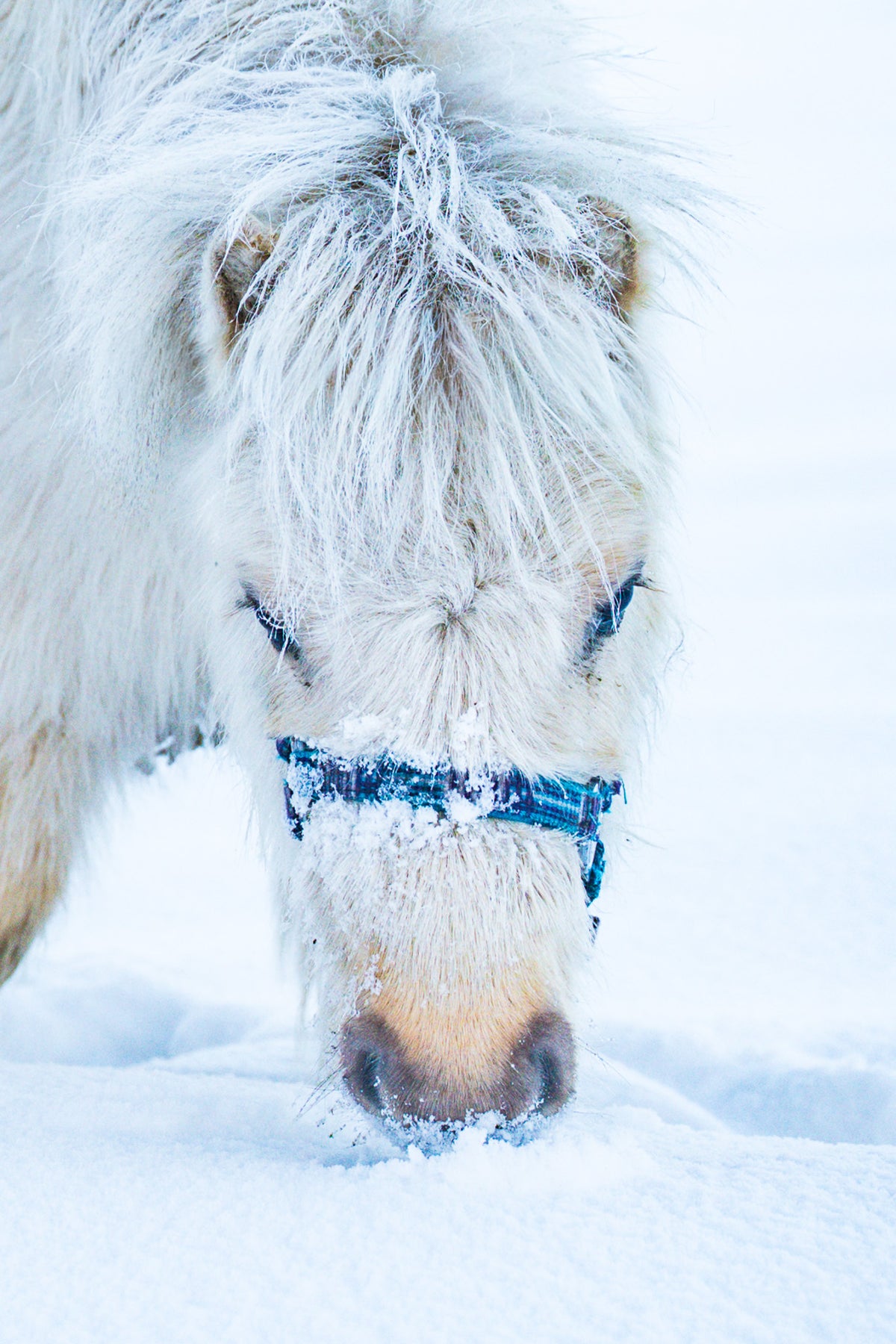Sneeuwpony's