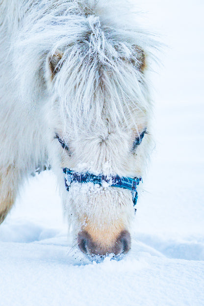 Sneeuwpony's