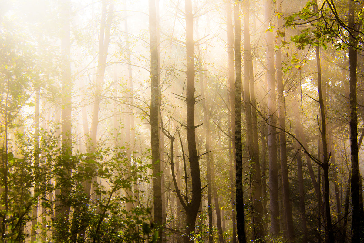 Strijklicht tussen de bomen