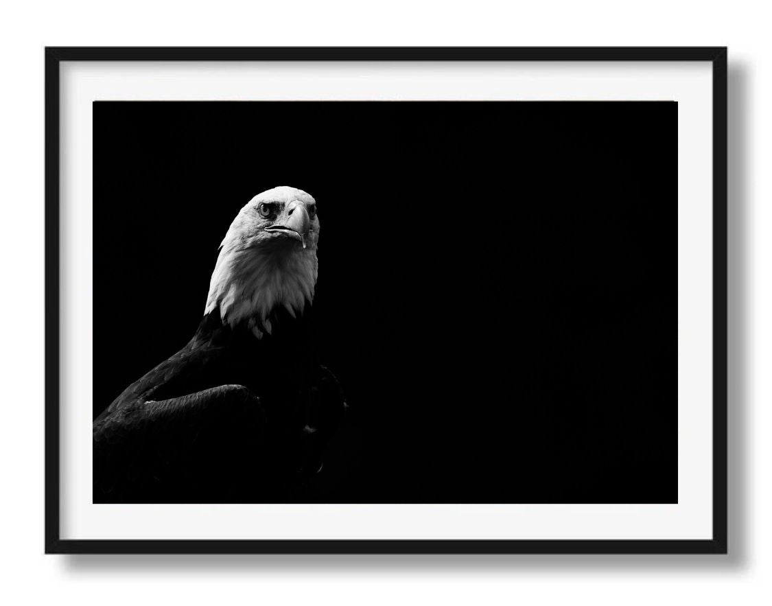 Portret van een zeearend