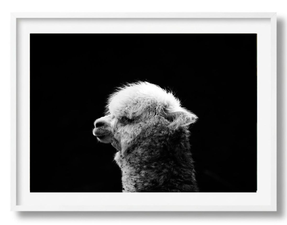 Zwart-witte dierenportretten