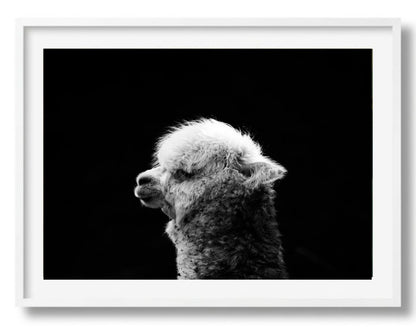 Zwart-witte dierenportretten
