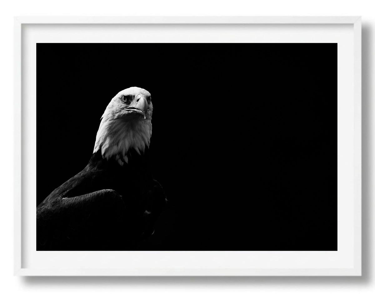 Portret van een zeearend