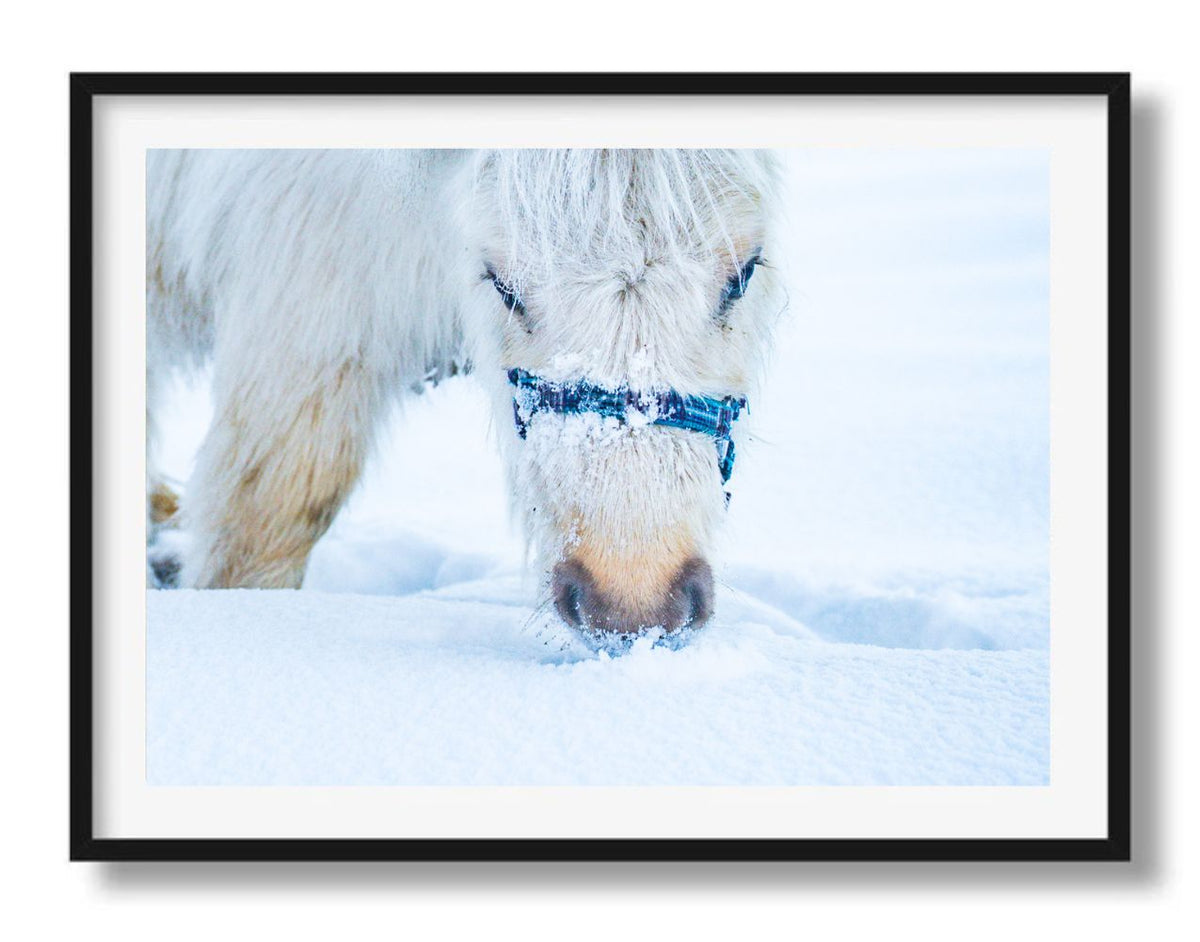 Grazen in de sneeuw
