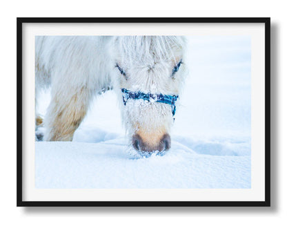 Grazen in de sneeuw
