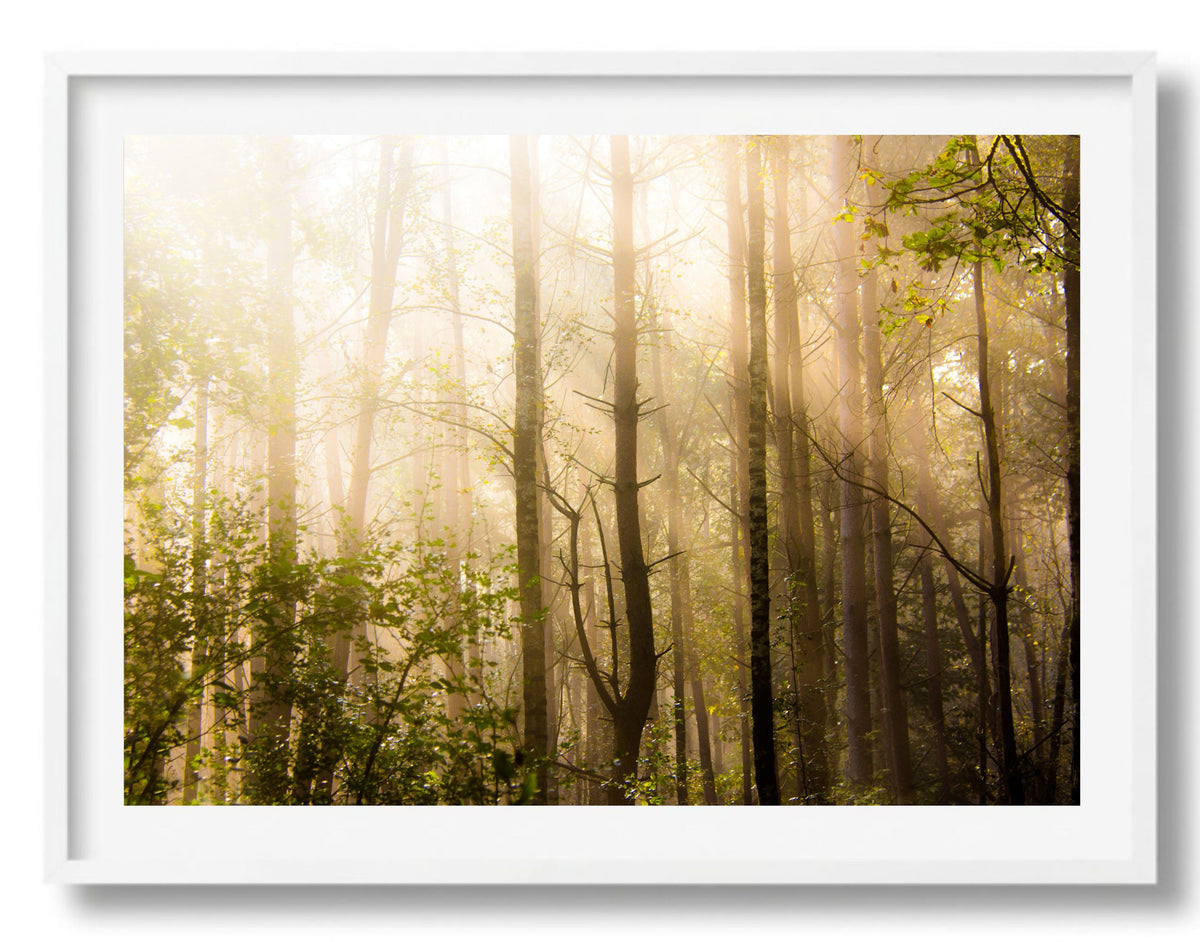 Strijklicht tussen de bomen