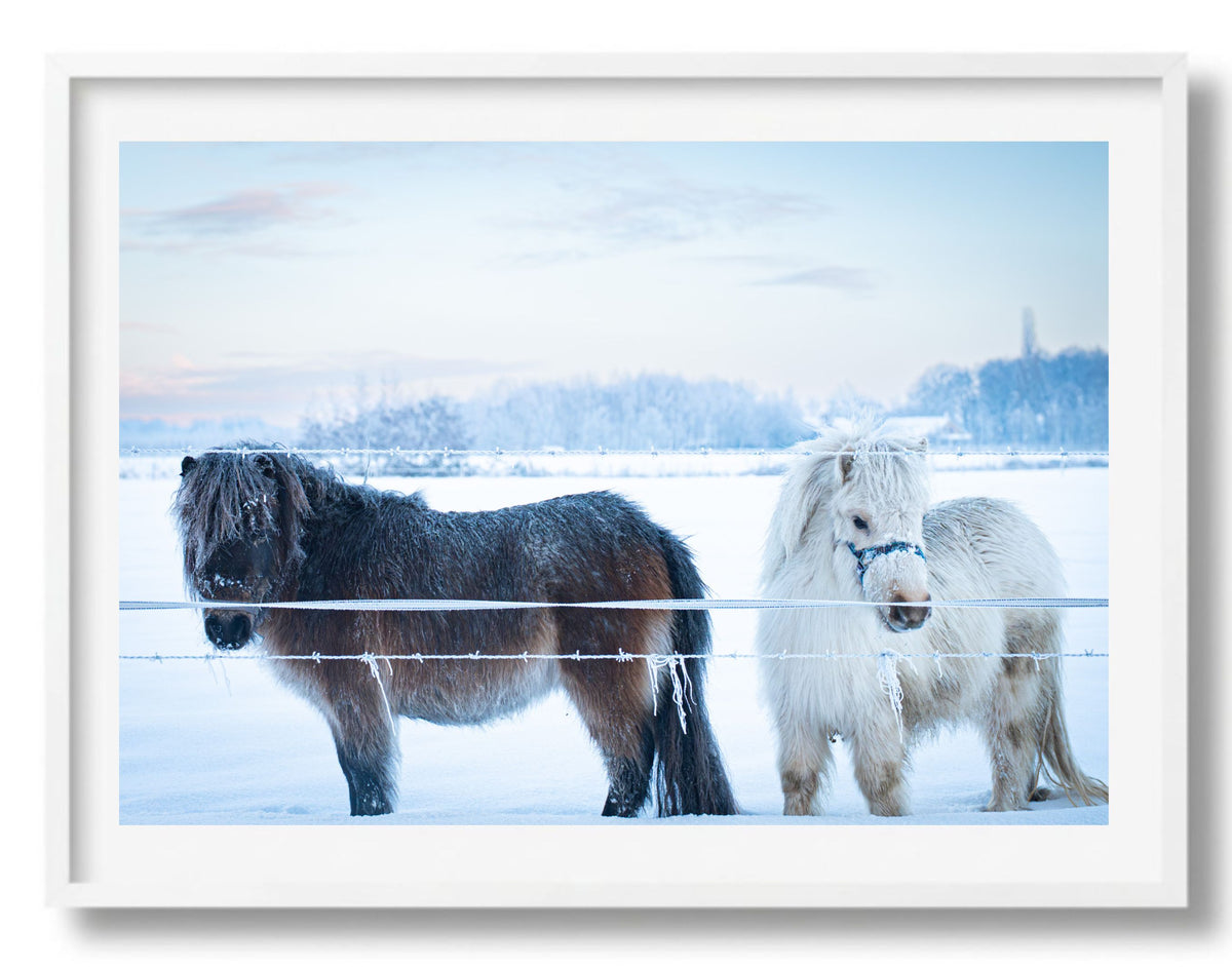 Sneeuwpony's