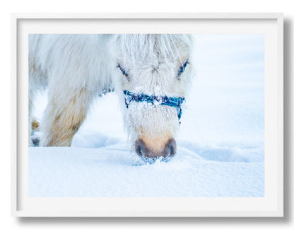 Grazen in de sneeuw