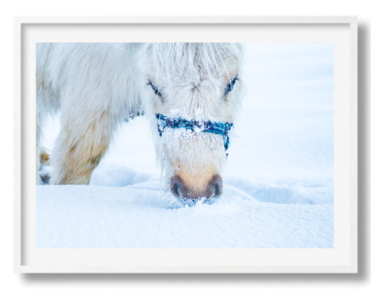 Grazen in de sneeuw