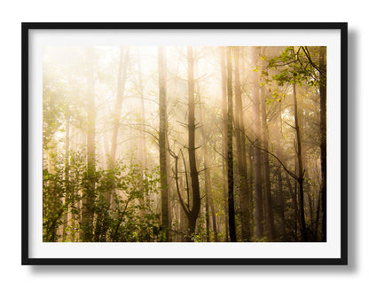 Strijklicht tussen de bomen