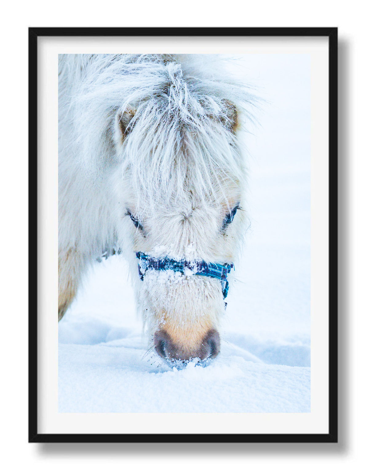 Sneeuwpony's