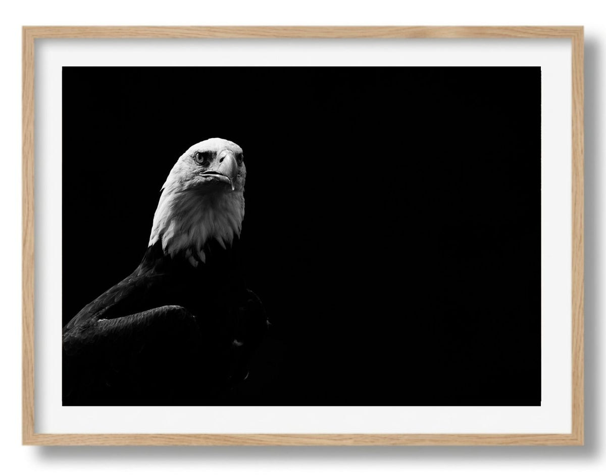 Portret van een zeearend