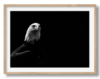 Portret van een zeearend