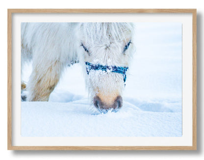 Grazen in de sneeuw