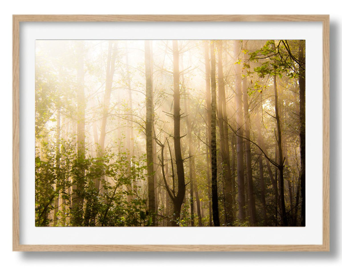Strijklicht tussen de bomen