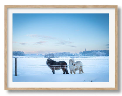 Sneeuwpony's